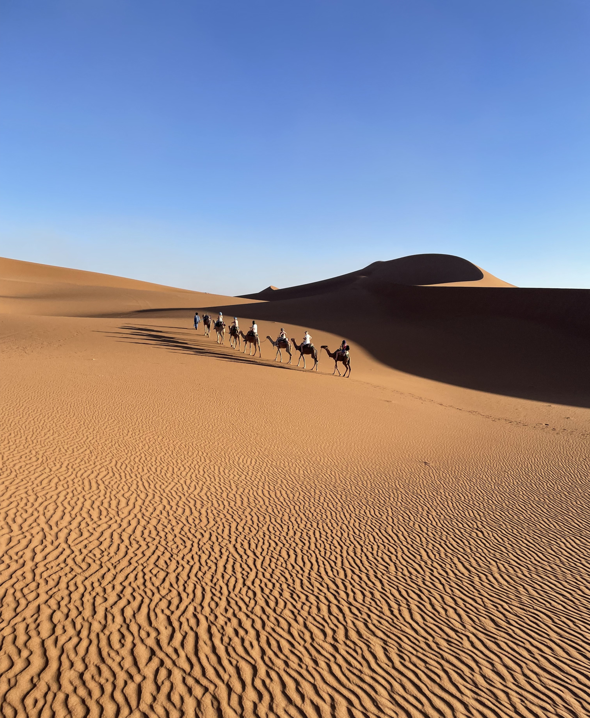 Marokko kamelen woestijn